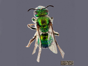 [Corynura aureoviridis (dorsal/top view) thumbnail]